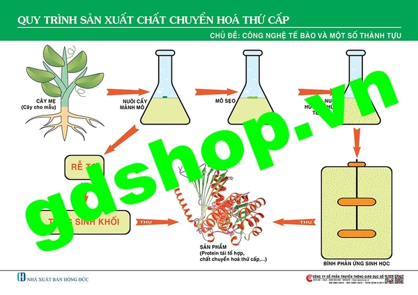 Sơ đồ quy trình sản xuất chất chuyển hóa thứ cấp trong công nghệ nuôi cấy tế bào thực vật