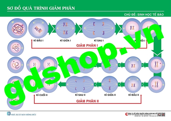 Sơ đồ quá trình giảm phân