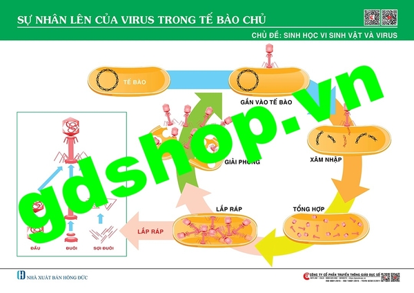 Sơ đồ sự nhân lên của virus trong tế bào chủ