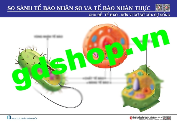 So sánh tế bào nhân thực và nhân sơ