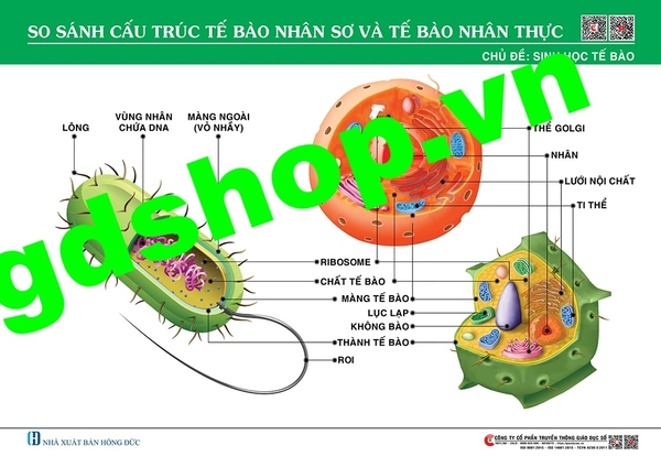 So sánh cấu trúc tế bào nhân sơ và tế bào nhân thực