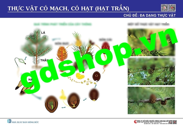 Thực vật có mạch, có hạt (Hạt trần)