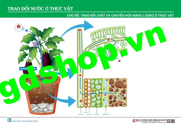 Trao đổi nước ở thực vật