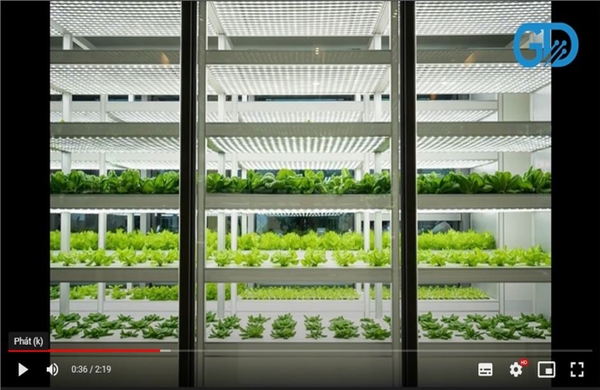 Video: Trồng trọt công nghệ cao.