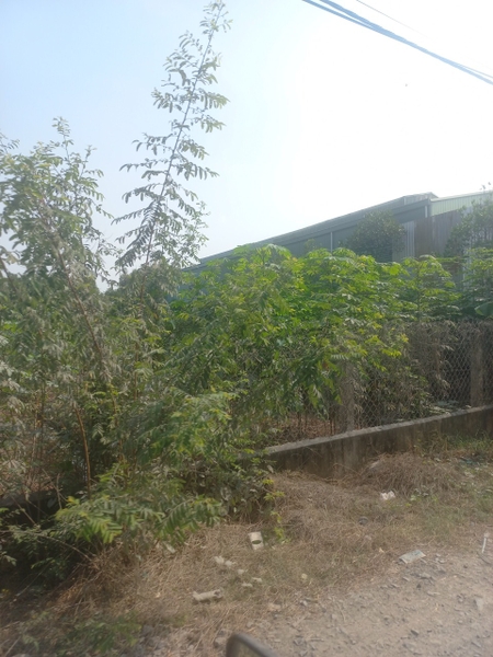 BÁN ĐẤT THỔ CƯ XÃ BÌNH MỸ, HUYỆN CỦ CHI