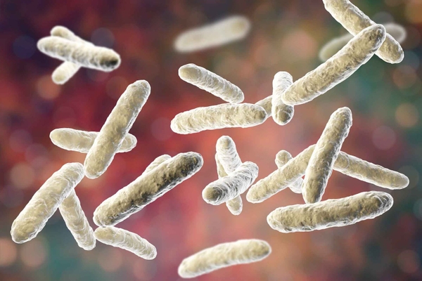 Hướng dẫn sử dụng Bacillus trong nuôi trồng thủy sản