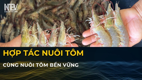 ĐĂNG KÝ HỢP TÁC NUÔI TÔM CÙNG NUÔI TÔM BỀN VỮNG