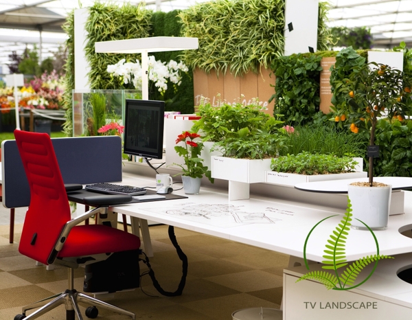 Cách bố trí cây cảnh trong phòng làm việc khoa học nhất