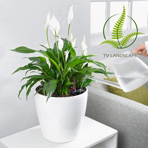 Những Loại Cây Cảnh Dùng Làm Quà Tặng 8/3