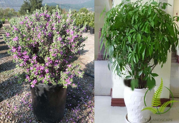 Hướng dẫn chăm sóc cây trồng trong chậu ngoài sân vườn