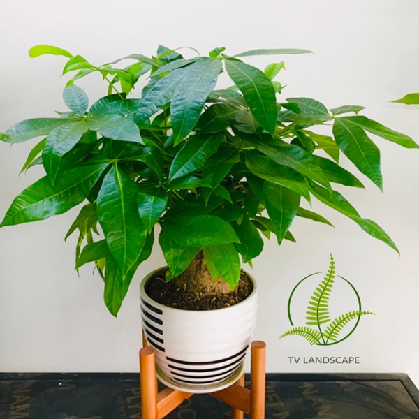 Những bệnh thường gặp ở cây Kim Ngân và cách xử lý