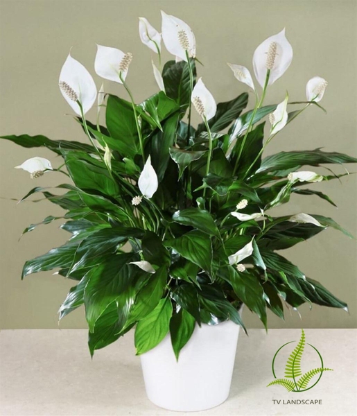 Cây lan ý bị vàng lá, héo lá, cháy đầu lá, nguyên nhân & cách khắc phục