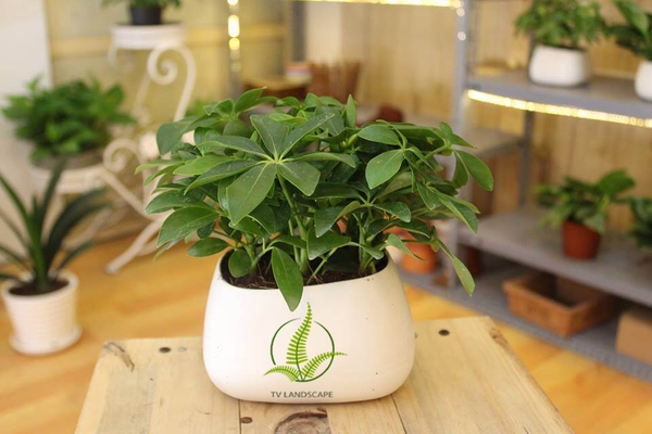 Cây ngũ gia bì bị vàng lá