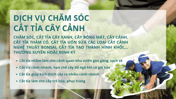 Tư vấn và thi công cắt tỉa cây bon sai, cây bóng mát
