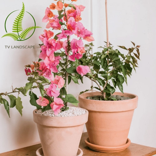 Kỹ thuật trồng và chăm sóc để cây hoa giấy ra hoa nhiều quanh năm