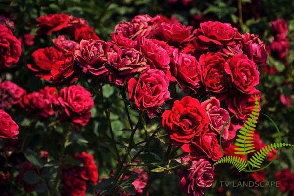 Những loại bệnh, côn trùng hại thường gặp trên hoa hồng