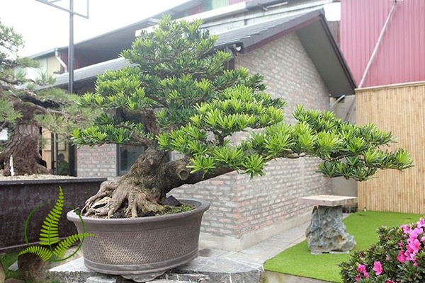 Các cụ nói: Trong sân có 3 cây tài lộc kéo dài trăm năm, nhà giàu rất thích trồng cây, đặc biệt cây thứ 3