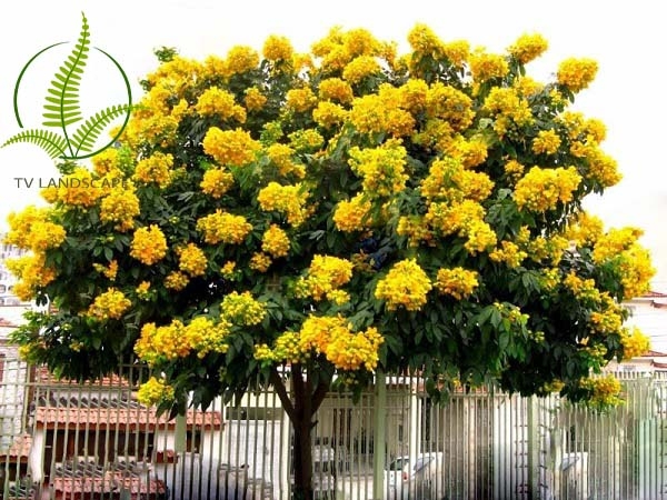 Hướng dẫn kỹ thuật trồng và chăm sóc cây giáng hương