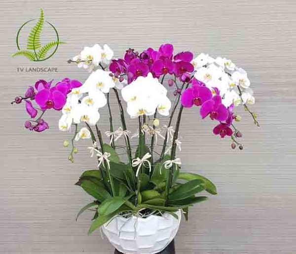 10 Loại cây cảnh ngày Tết mang tài lộc và may mắn vào nhà