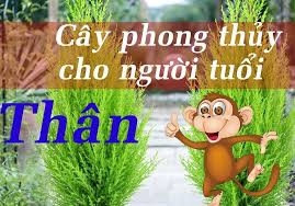 Cây phong thủy nào hợp với tuổi Thân?