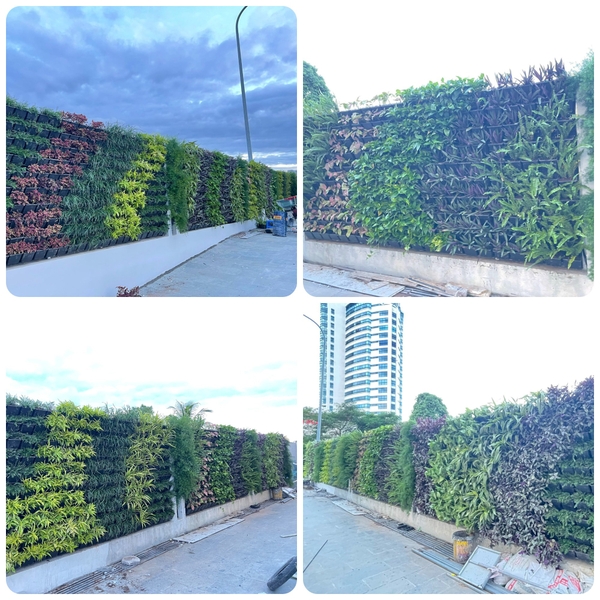 Thi công vườn tường đứng tòa nhà MB_Thành Phố Hải Phòng