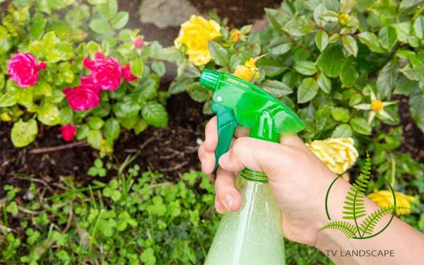 Phun 4 loại nước rẻ tiền này vào cây cảnh, sâu bọ côn trùng sẽ sợ hãi mà tránh xa