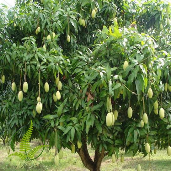 Những loại bệnh hại thường gặp trên cây xoài