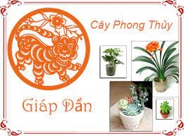 Tuổi Dần hợp cây phong thuỷ nào?
