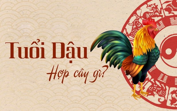 Người tuổi Dậu hợp cây phong thủy gì?