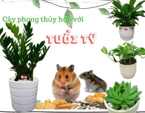 Người tuổi Tý hợp cây phong thuỷ nào?
