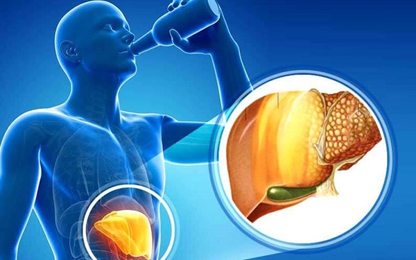 Tác dụng của Đông trùng hạ thảo với gan