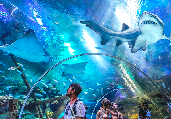 Thế giới biển đầy sắc màu tại Aquaria KLCC, Malaysia có gì đặc sắc