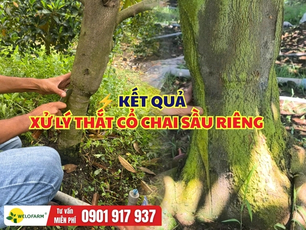 ⚡ KẾT QUẢ XỬ LÝ THẮT CỔ CHAI SẦU RIÊNG