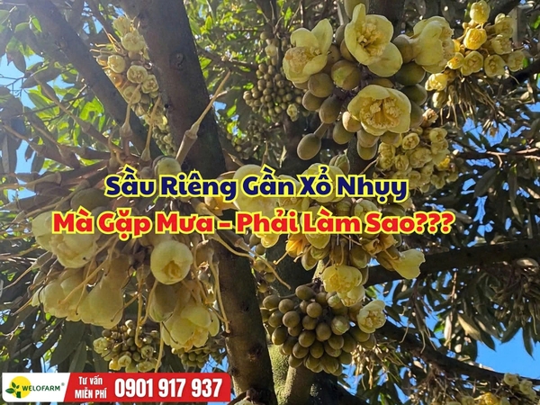 Sầu Riêng Gần Xổ Nhụy Mà Gặp Mưa – Phải Làm Sao?