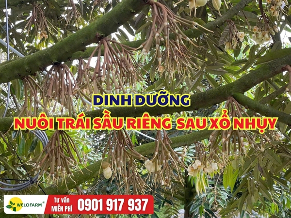 Dinh Dưỡng Nuôi Trái Sầu Riêng Sau Xổ Nhụy
