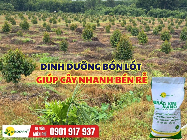 DINH DƯỠNG BÓN LÓT GIÚP SẦU RIÊNG NHANH BÉN RỄ