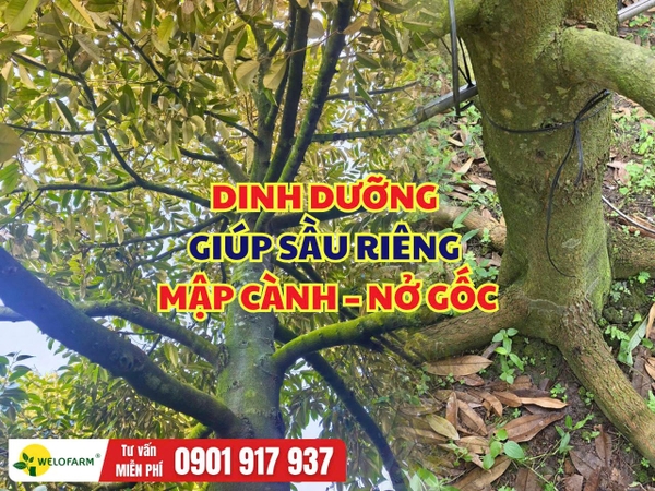 Cách Đi Dinh Dưỡng Cho Sầu Riêng Giúp Mập Cành, Nở Gốc