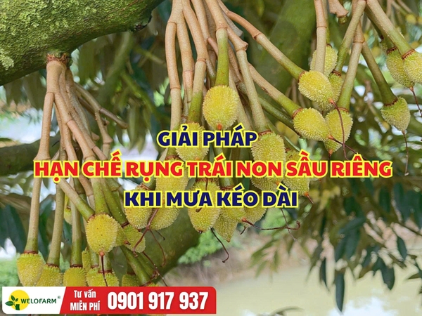 Cách Hạn Chế Rụng Trái Non Sầu Riêng Khi Mưa Kéo Dài