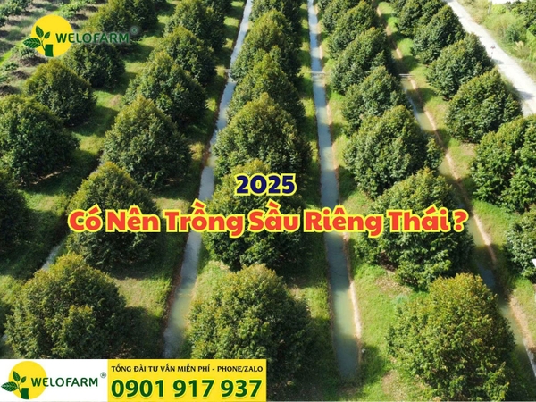 🌱 2025 – Có Nên Trồng Sầu Riêng Thái Nữa Không?