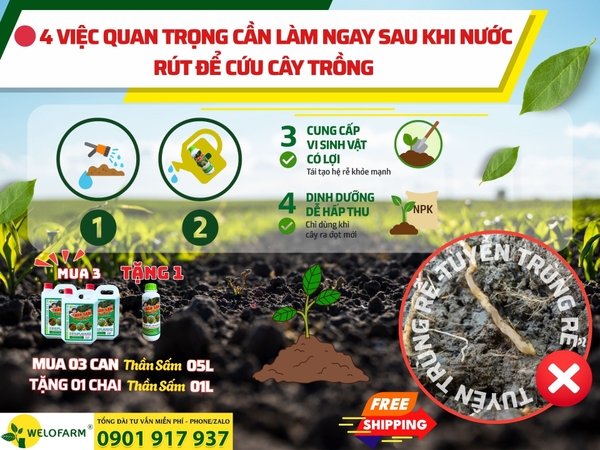 🔴 4 VIỆC QUAN TRỌNG CẦN LÀM NGAY SAU KHI NƯỚC RÚT ĐỂ CỨU CÂY TRỒNG