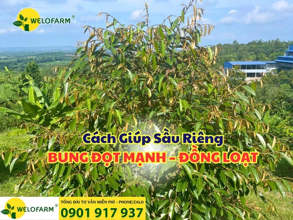 🌿 CÁCH ĐI DINH DƯỠNG GIÚP SẦU RIÊNG BUNG ĐỌT MẠNH – ĐỒNG LOẠT