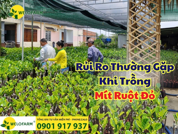 5 RỦI RO THƯỜNG GẶP KHI TRỒNG MÍT RUỘT ĐỎ