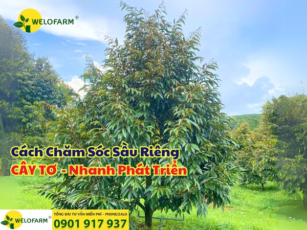 🌱 Cách Chăm Sóc Sầu Riêng Tơ Nhanh Phát Triển