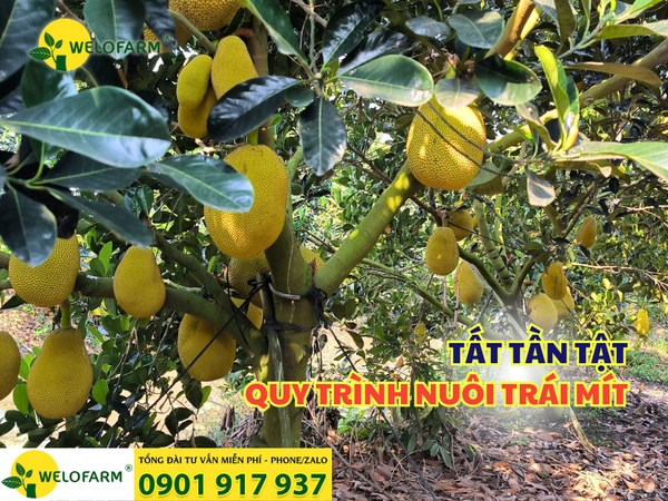 💥 Tất Tần Tật Quy Trình Nuôi Trái Mít 