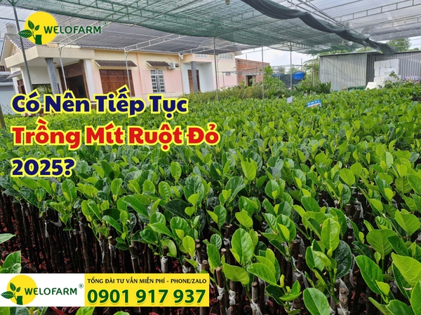 ⚡ CÓ NÊN TIẾP TỤC TRỒNG MÍT RUỘT ĐỎ VÀO THỜI ĐIỂM NÀY?