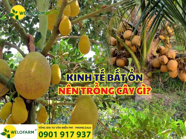 🌍 Kinh Tế Bất Ổn Thì Nên Trồng Cây Gì? 