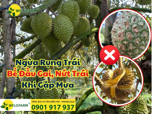 ⚡ Cách Chống Rụng, Nứt Trái ,Bể Đầu Gai Sầu Riêng Khi Gặp Mưa