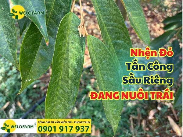 💥 Đề Phòng Nhện Đỏ Tấn Công Sầu Riêng Đang Làm Bông, Nuôi Trái