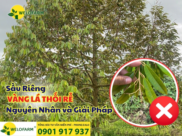 🍂 Sầu Riêng Bị Vàng Lá Thối Rễ? Nguyên Nhân và Giải Pháp