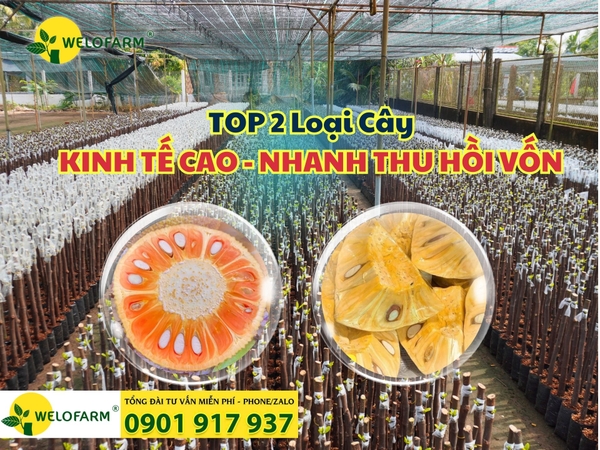 ⚡ TOP 2 LOẠI CÂY KINH TẾ CAO - NHANH THU HỒI VỐN 